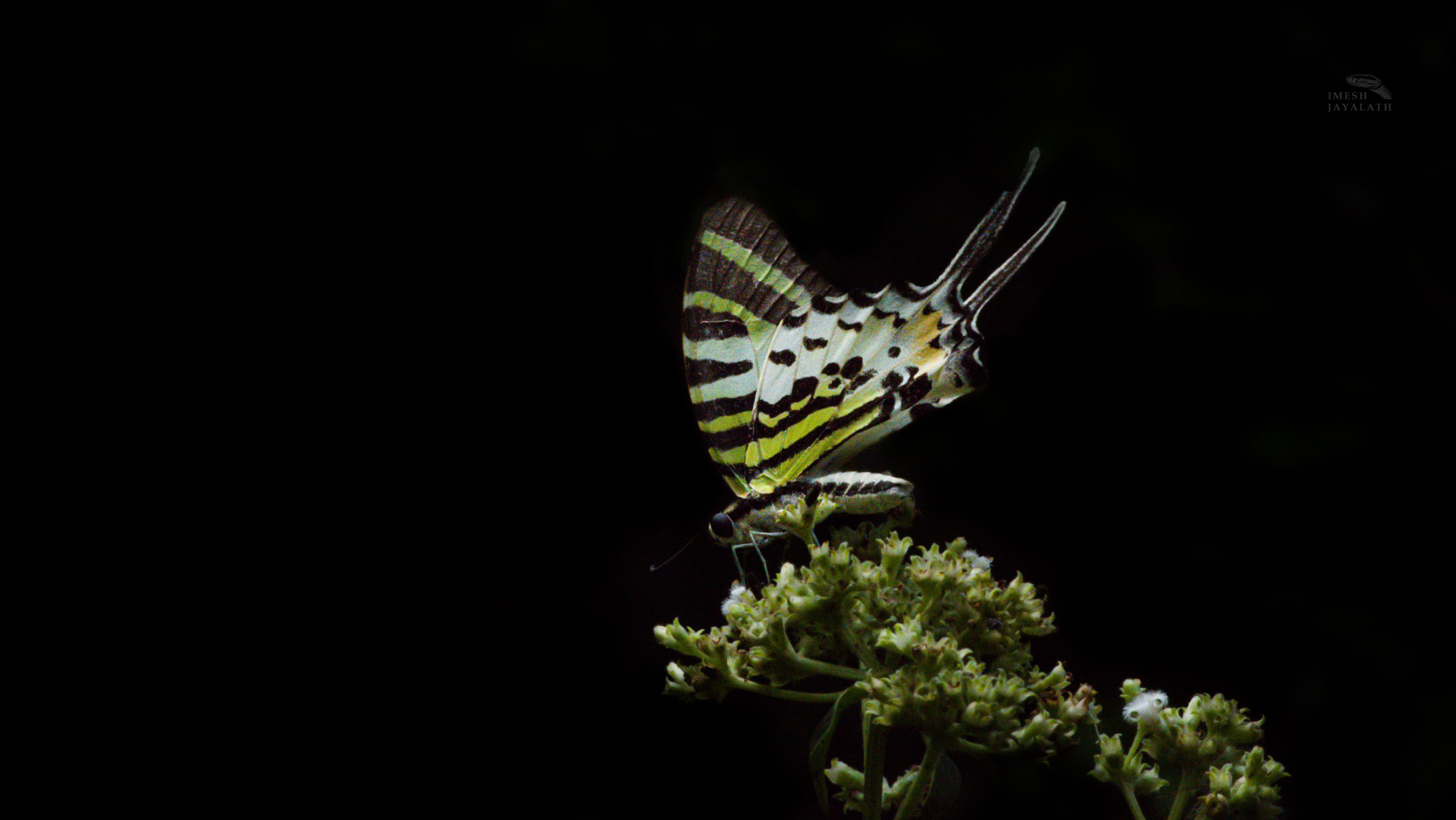 banner-one