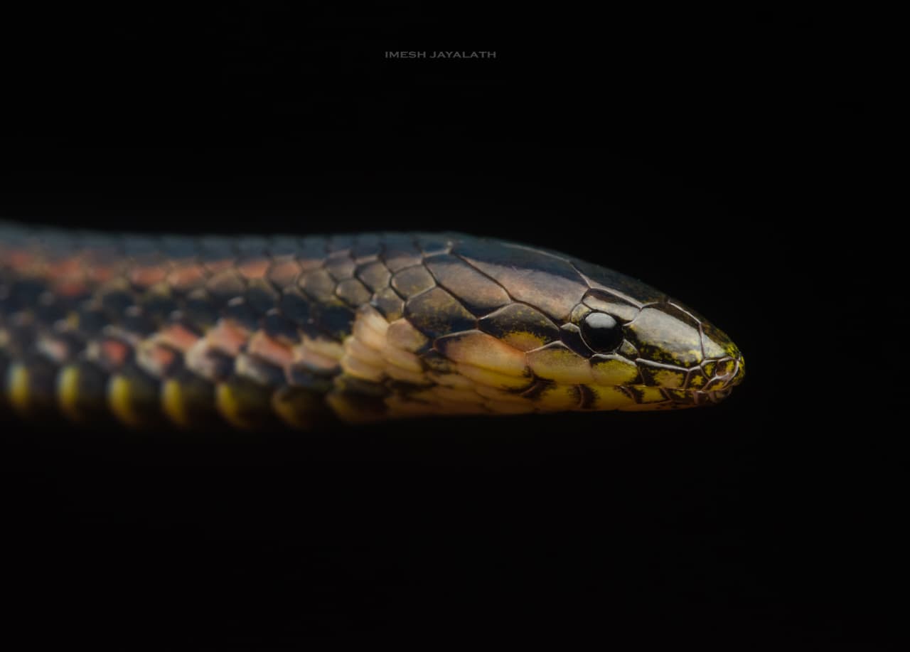 banner-one